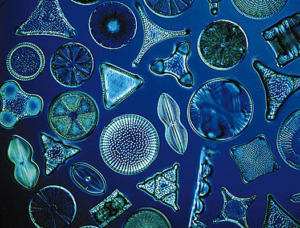Terra de diatomáceas e cães: quais são seus efeitos?