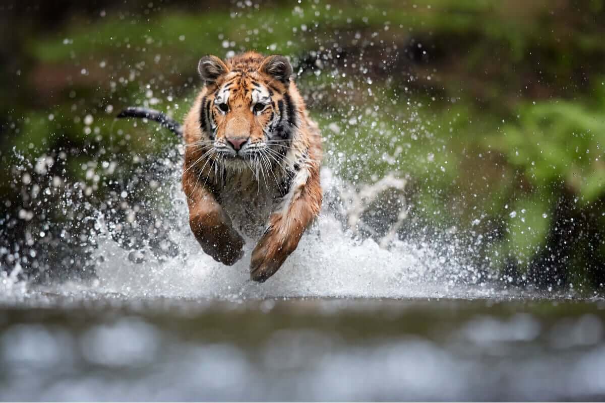 Centros de resgate para grandes felinos: tudo o que você precisa saber