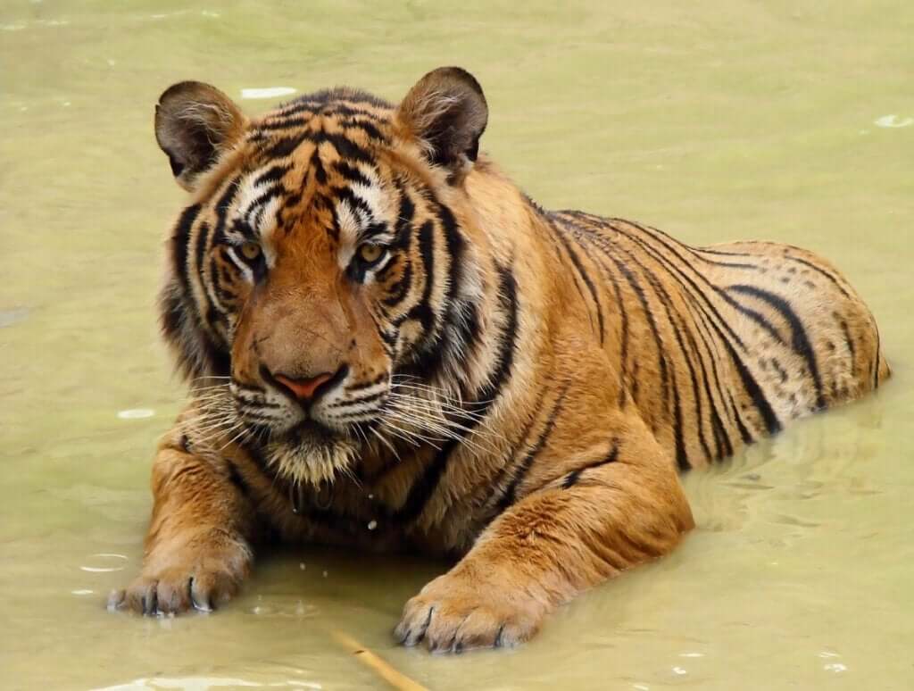 Tigre-do-sul-da-china: um felino majestoso à beira do desaparecimento