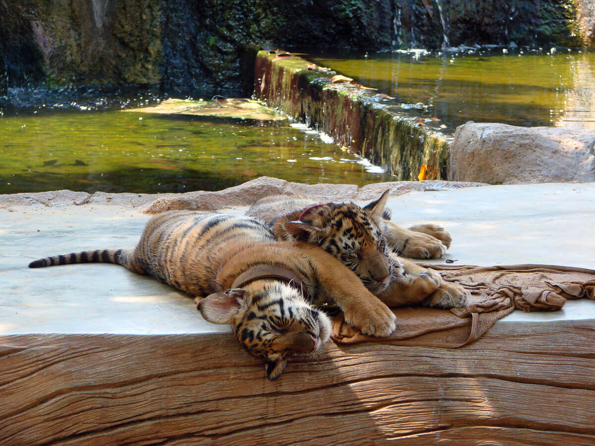Tigre do sul da China: um felino majestoso à beira do desaparecimento