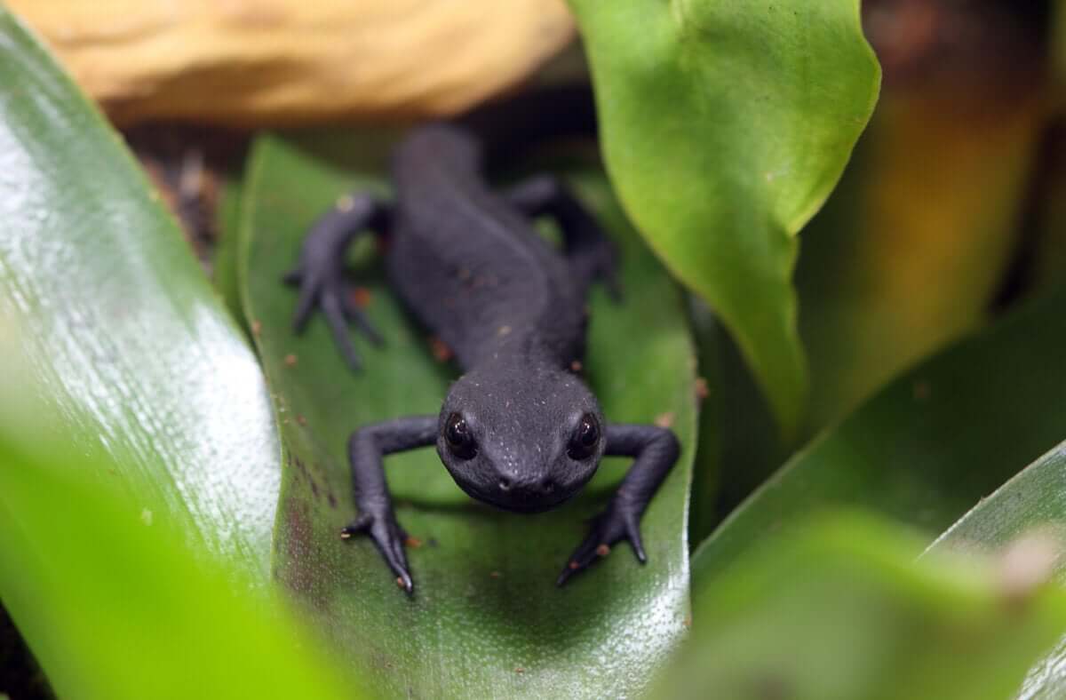 Tritão ventre de fogo: cuidados e características