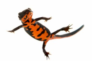 Tritão ventre de fogo: cuidados e características