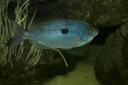 O trombeiro-choupa: um peixe que vive em fundos rochosos
