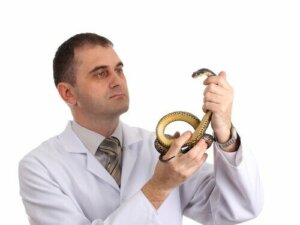 Um hospital para répteis