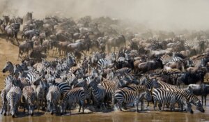 Quais são os animais que migram?