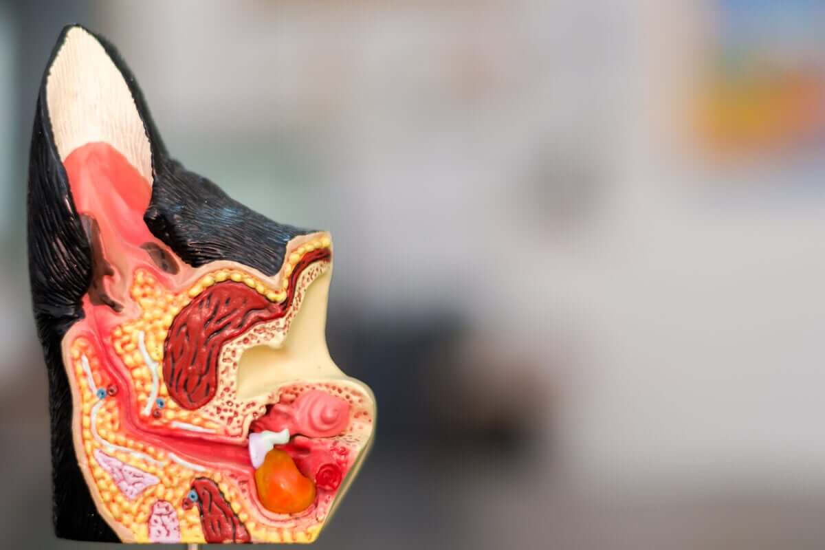 causas da otite em cães