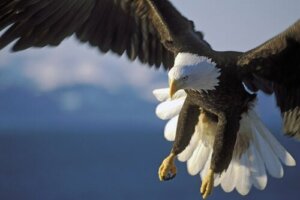 7 ectoparasitas que afetam aves de rapina
