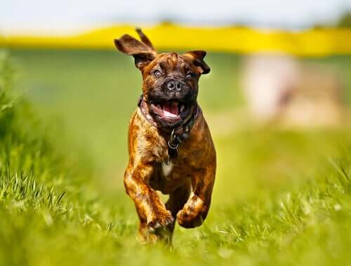 O Boxer, além de estar entre as raças de cães mais enérgicas, destaca-se pela inteligência