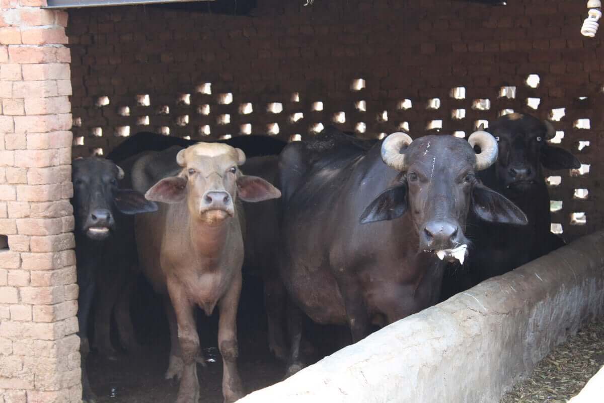 Os búfalos e a pecuária: uma nova simbiose