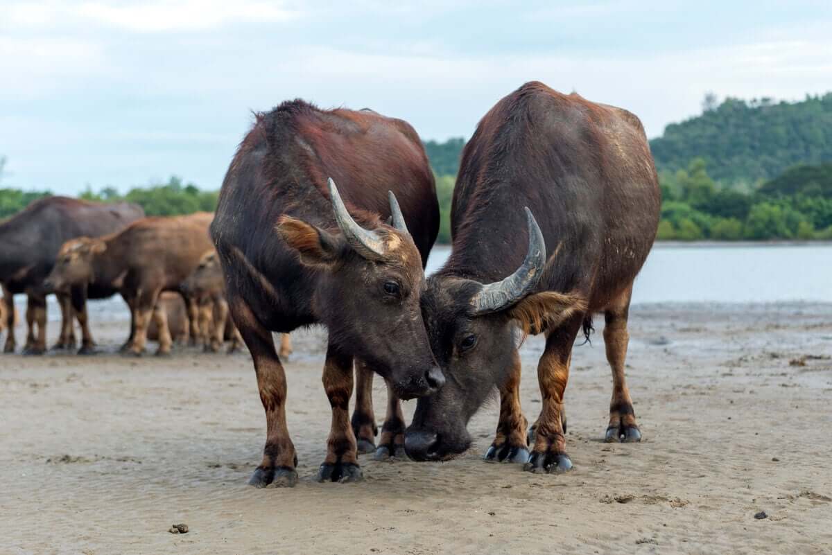Os búfalos e a pecuária: uma nova simbiose