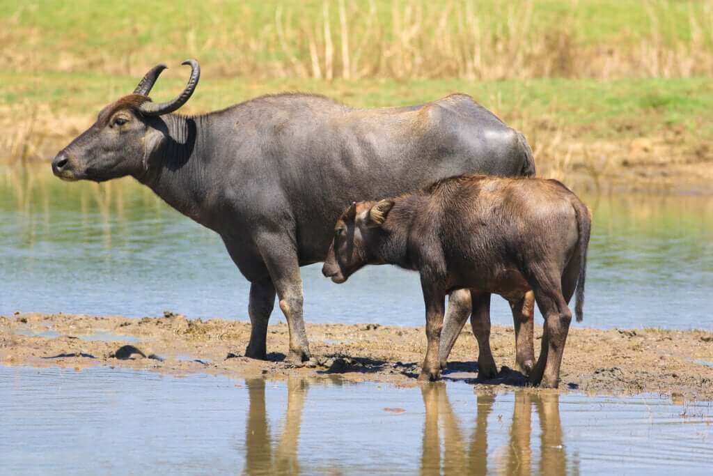 Os búfalos e a pecuária: uma nova simbiose
