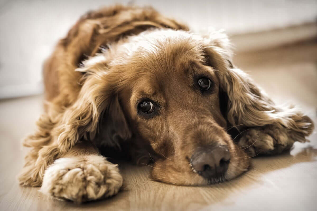 causas da ataxia em cães