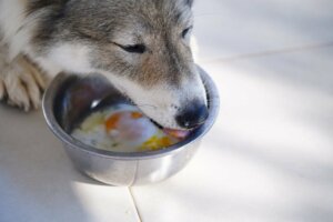 Os cães podem comer ovos?