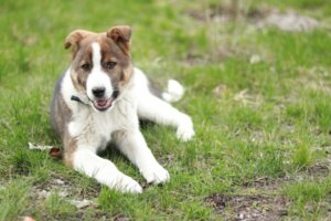 Quais são as causas da ataxia em cães?
