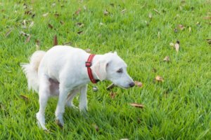 Como deve ser a alimentação de cães com diarreia?