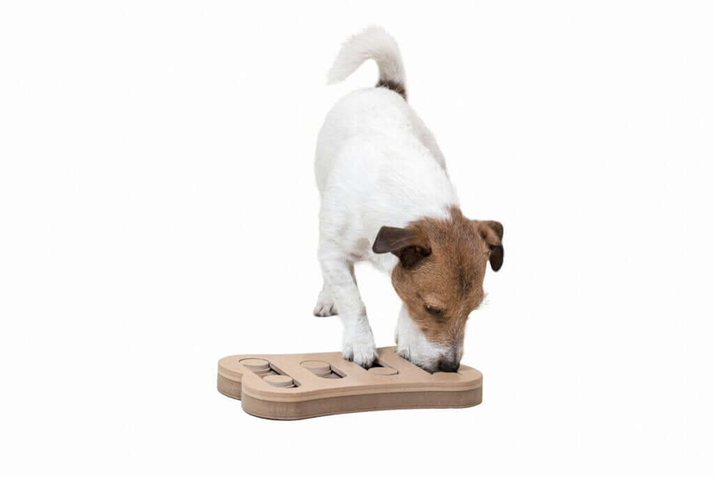 Estimulação mental em cães: uma questão de brincar