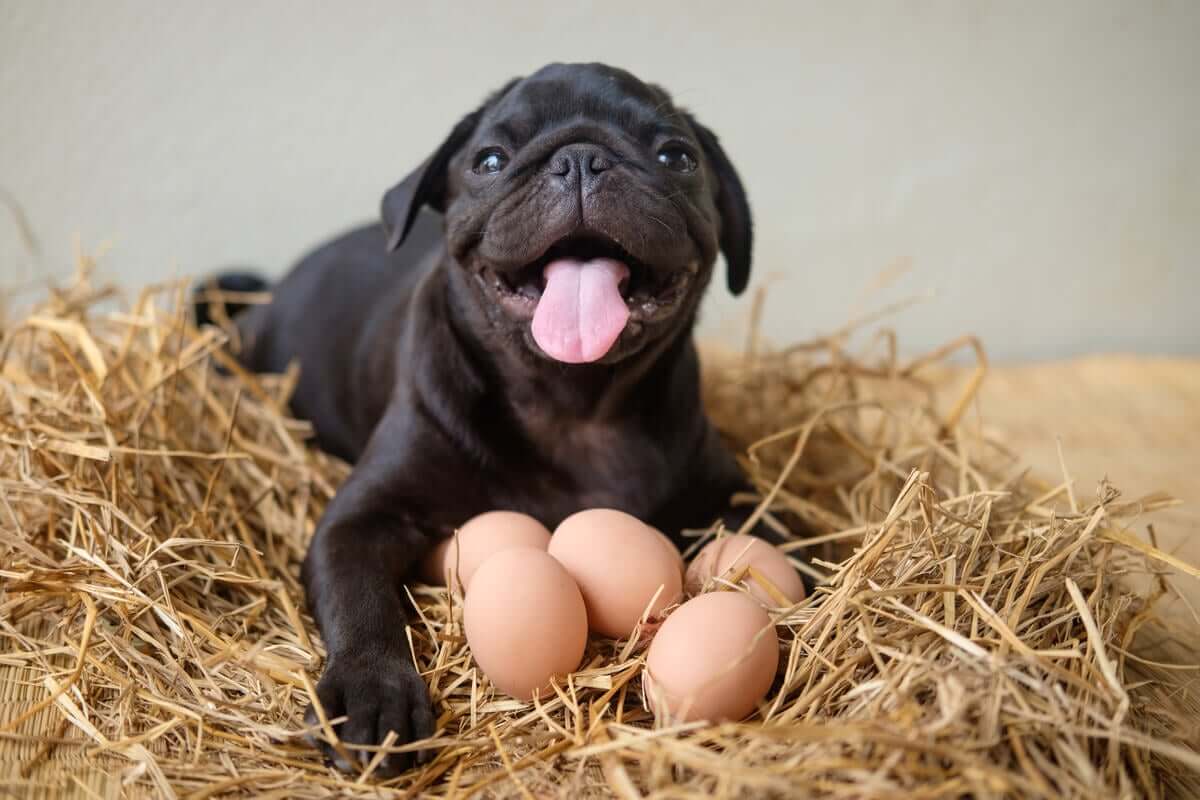 Os cães podem comer ovos