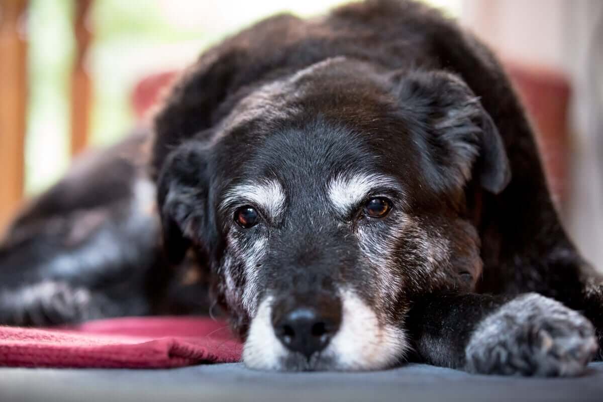as doenças que surgem em cães idosos