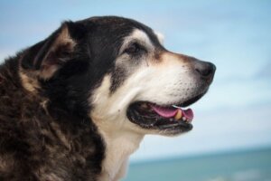 Quais são as doenças que acometem cães idosos?