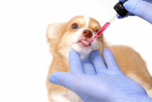 Quais são os medicamentos mais perigosos para os cães?