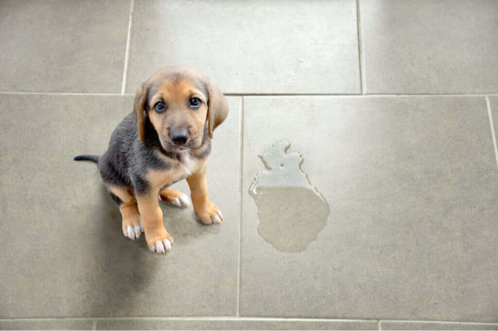 Emergências do trato urinário comuns em pequenos animais