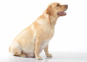 Qual dieta uma cadela deve seguir durante a gravidez?