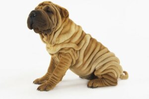 4 encantadoras raças de cães com rugas