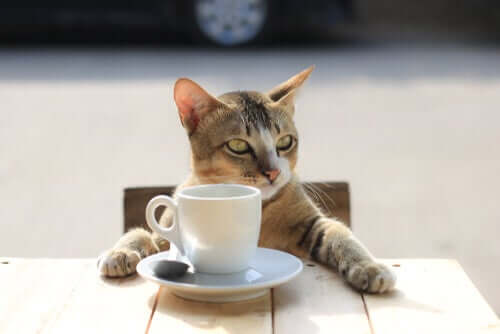 Cafeína, uma das substâncias comuns que podem afetar seu gato