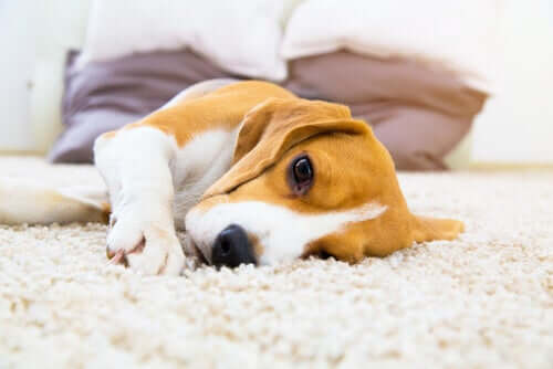 Hemangiossarcoma em cães: causas e sintomas