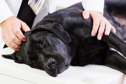 Câncer de cólon em cães: causas e sintomas