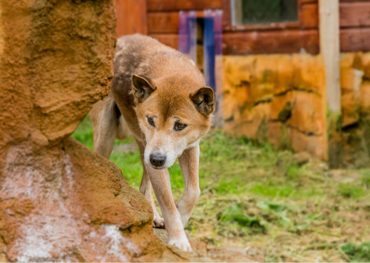 O cão-cantor-da-nova-guiné não está extinto