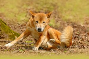 O cão-cantor-da-nova-guiné não está extinto