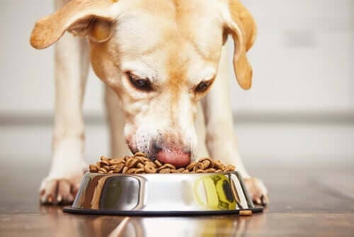 Por que o cão joga a comida para fora da tigela?
