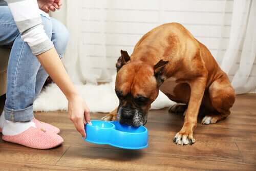 Os cães podem comer lentilhas?
