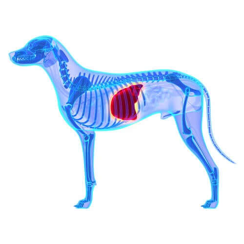 Dietas adequadas para um cão com doença hepática