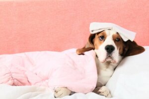 Sangramento interno em cães: como saber?