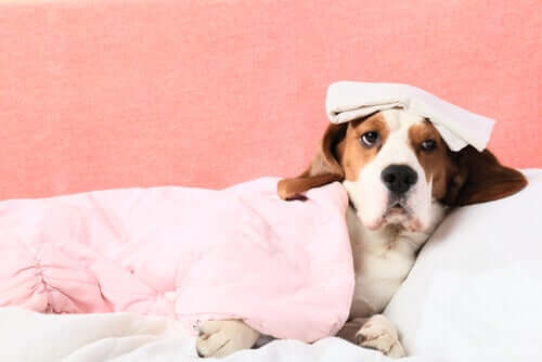 Sangramento interno em cães: como saber?