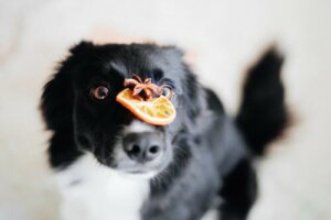Importância dos antioxidantes na comida para cães