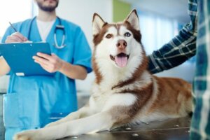 Psoríase em cães: o que fazer?