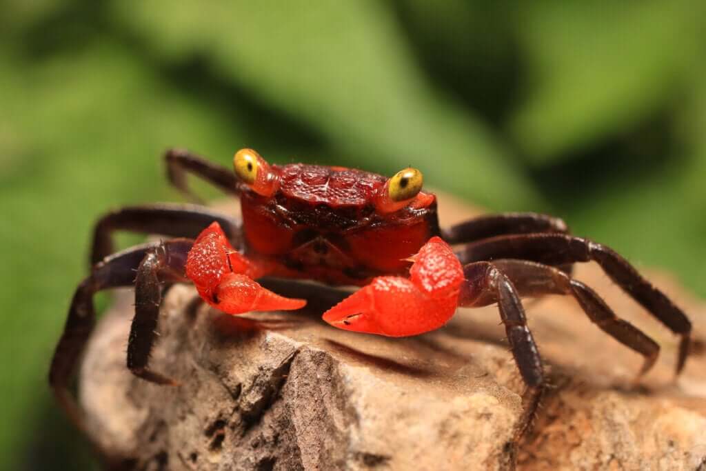 Caranguejo vampiro (Geosesarma sp): cuidados e características