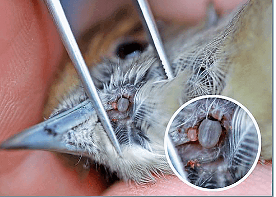 Ectoparasitas das aves de rapina