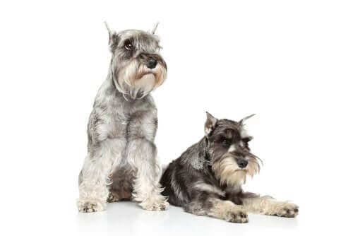 A síndrome do schnauzer
