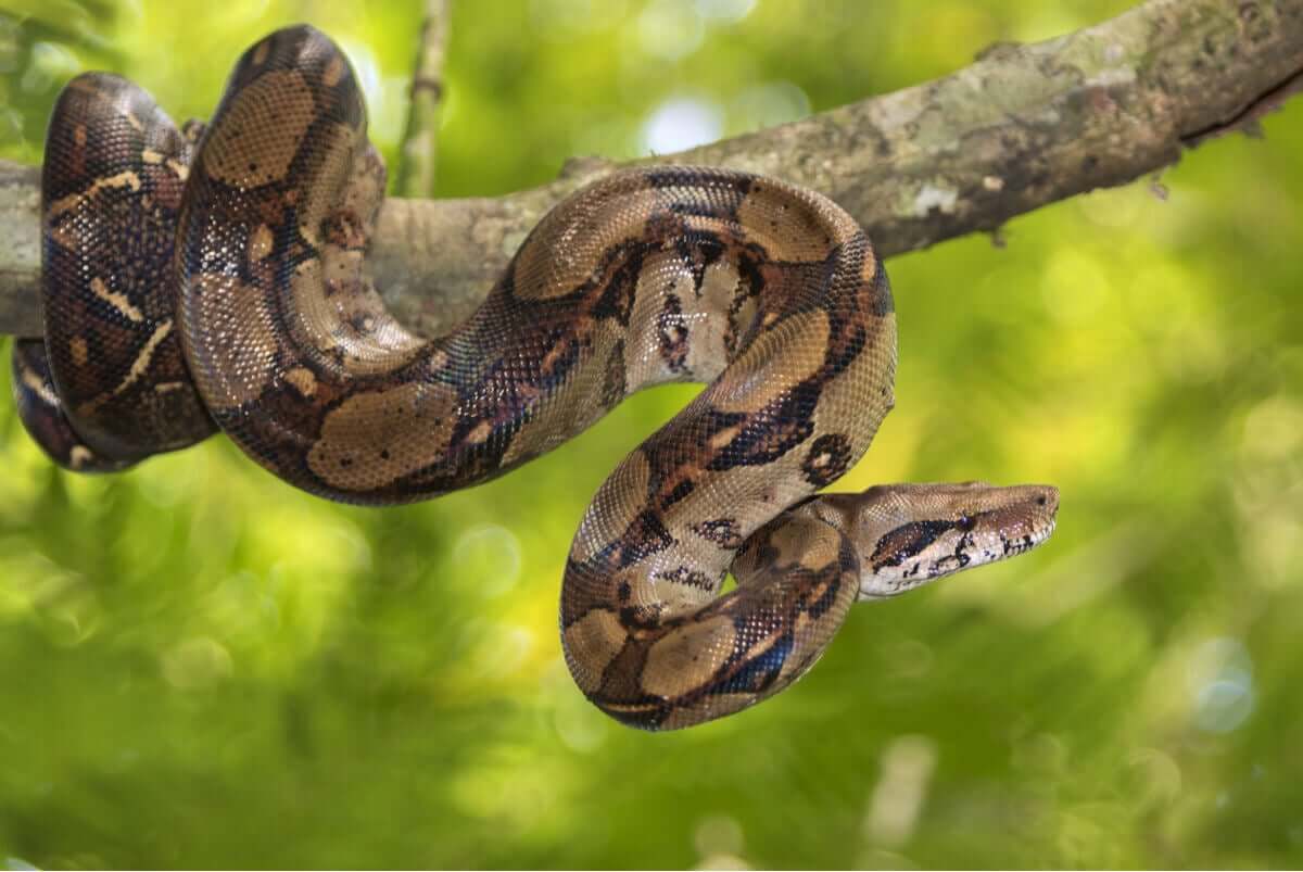 Quais são os tipos de serpentes não venenosas? - Meus Animais