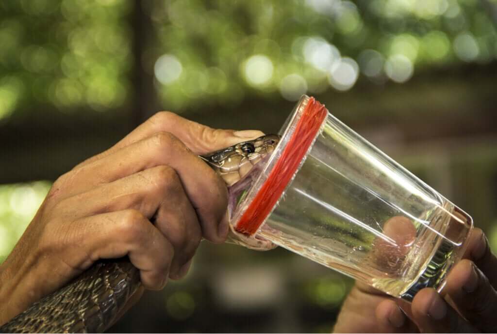 Picadas de cobra: como agir?