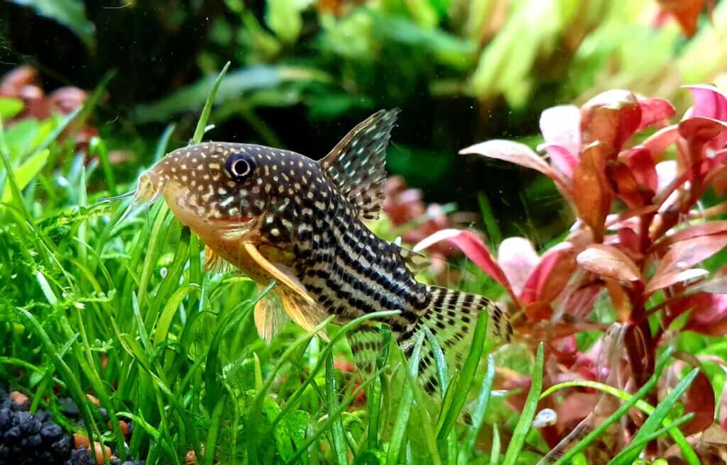 4 peixes de fundo ideais para o seu aquário