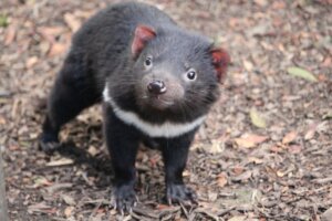 Demônio da Tasmânia retorna à Austrália continental após 3.000 anos