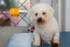 Dermatite por Malassezia em cães
