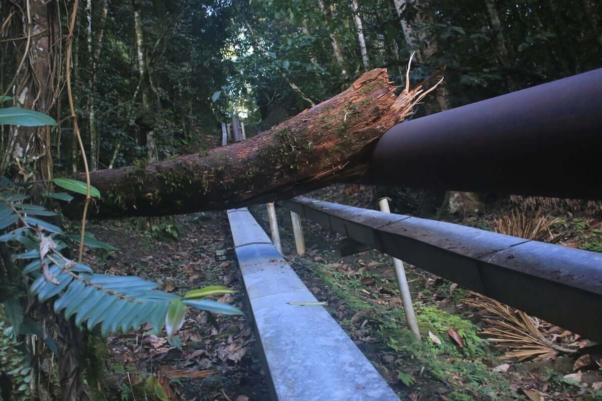 Ameaças ao gato sagrado dos Andes