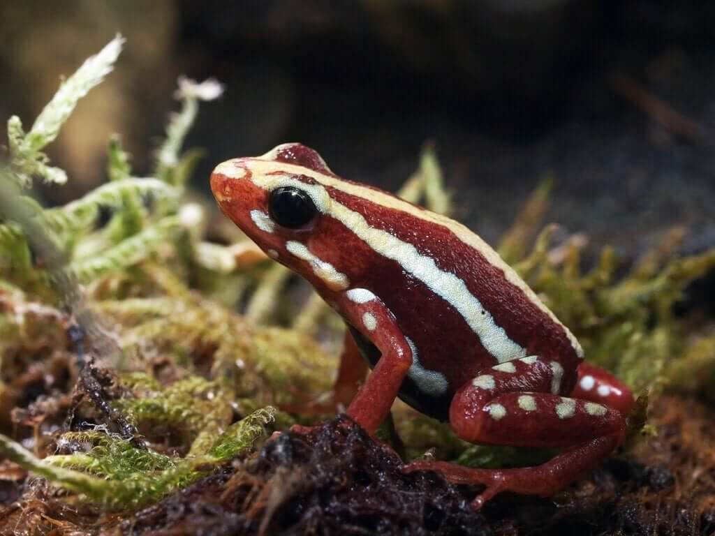 Epipedobates tricolor: cuidados e criação em cativeiro