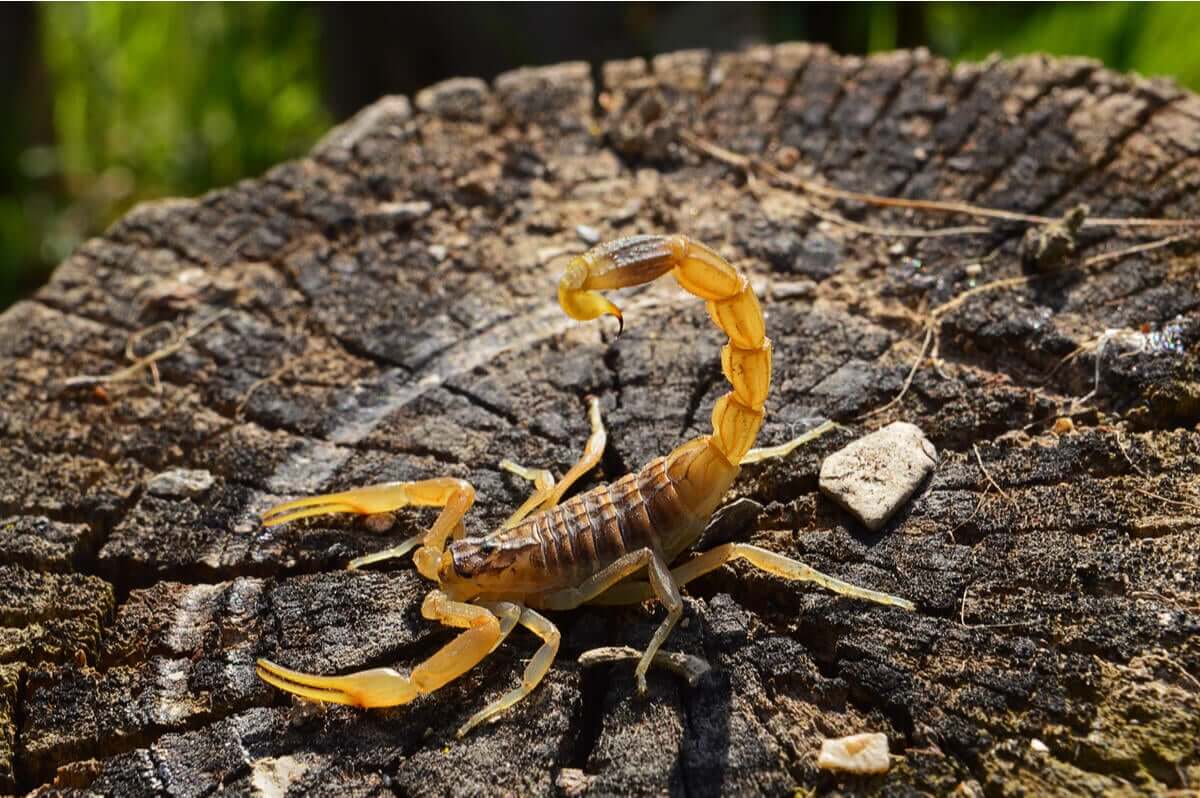 Diferenças entre alacrau e escorpião